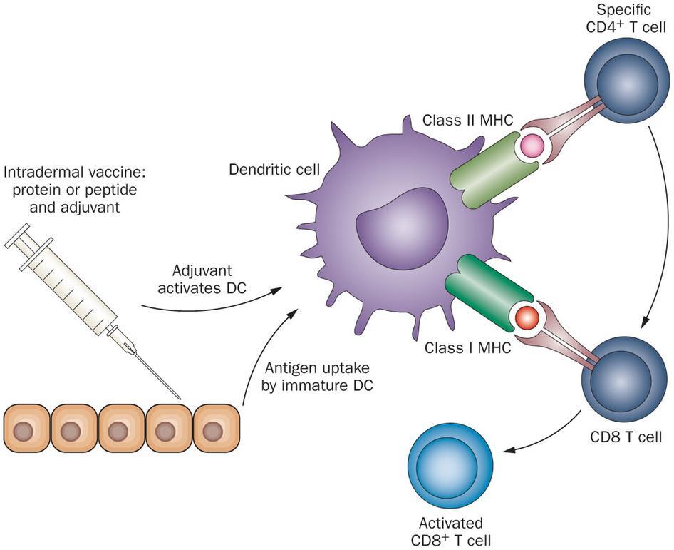 Vaccine Mechanism Introduce antigen to antigen presenting cells (usually dendritic cells).