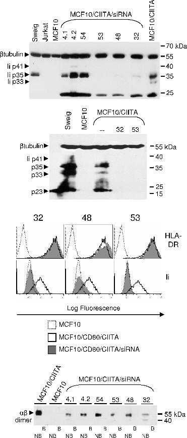 Cancer Research Figure 2. Ii sirnas silence Ii expression in CIITA-transduced cells without altering HLA-DR expression.