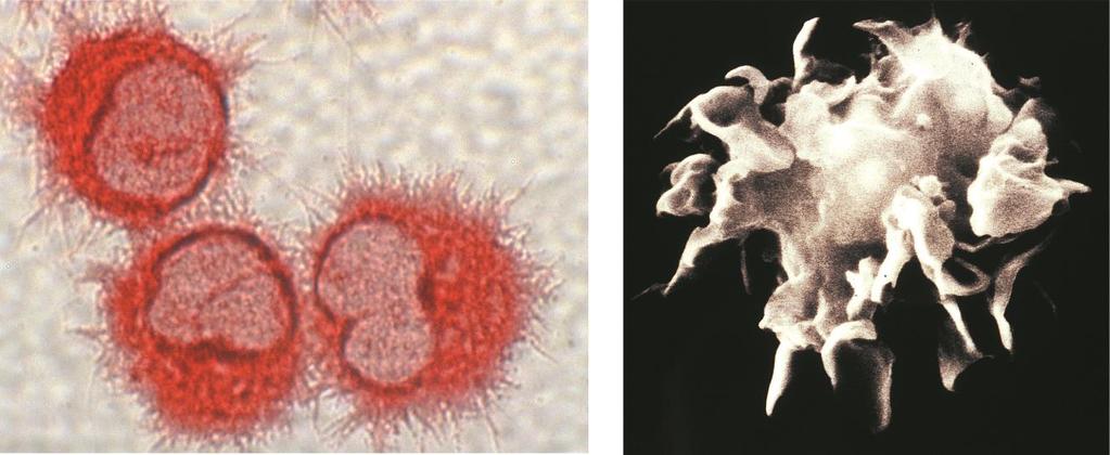 Morphology of Dendritic Cells Abbas, Lichtman, and Pillai.