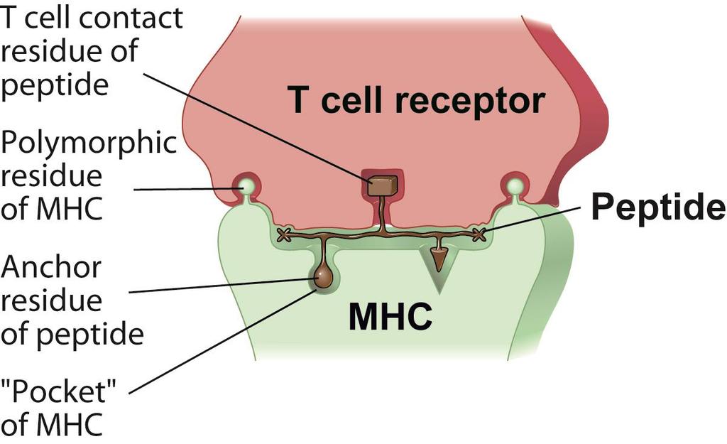 T cell Recognition of Peptide-MHC Abbas, Lichtman, and Pillai.