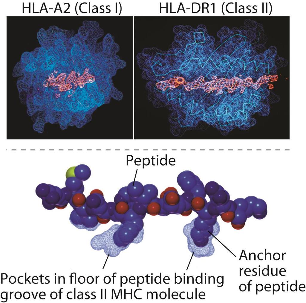 Peptide Binding to MHC Molecules Abbas, Lichtman, and Pillai.