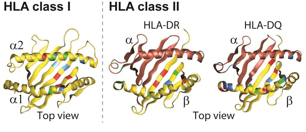 Polymorphic Residues of MHC Molecules Abbas, Lichtman, and Pillai.