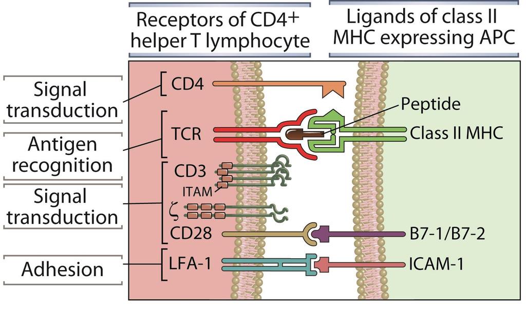Ligand-Receptor Pairs in T cell activation (1) Abbas, Lichtman, and Pillai.