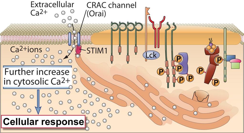 T cell Signaling Downstream of PLCg1 (3) Abbas, Lichtman, and Pillai.