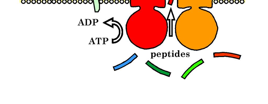 The TAP1 (also known as RING4 or PSF1) and TAP2 (also known as RING11 or PSF2) genes possess an ATP binding cassette and 6 to 8
