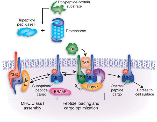 MHC-I 类抗原加工递呈的亲和力 编辑 step one step two: TPN, CRT, ERp57 Nature