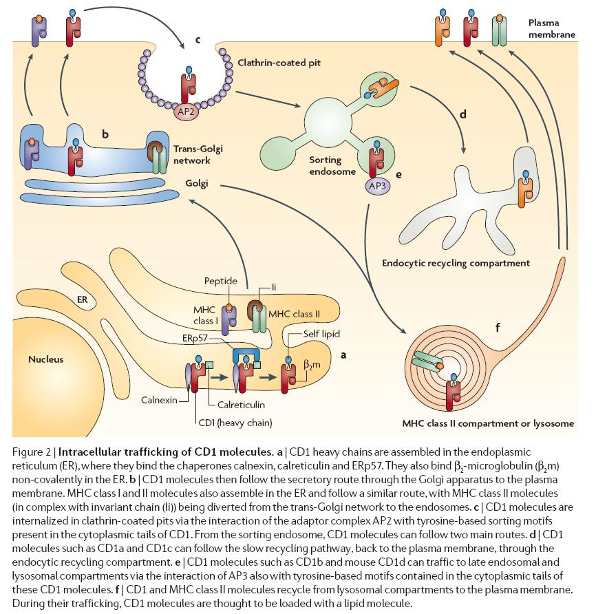 Nature reviews immunology 2007;7(12) : 933 CD1d: Synthetic glycolipid: α-galcer Endogenous ligand: igb3 Bacterial