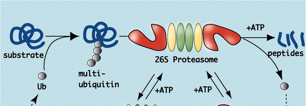 In the cytosol, proteins are degraded into peptides by proteasomes The