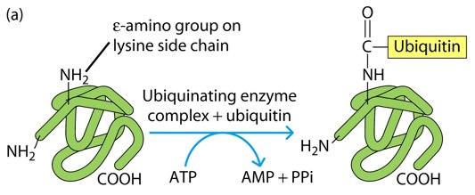The Protein Ubiquitylation System: