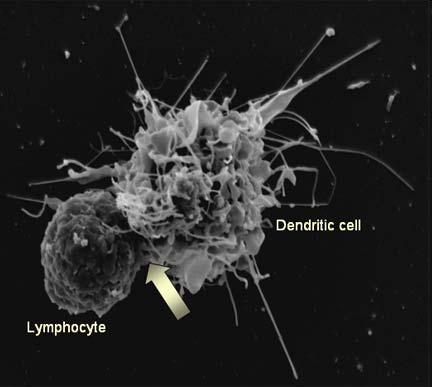 Dendritic Cells Have a very characteristic shape with long cytoplasmic processes (dendrites) Reside in tissues in an immature form, mature when an infection or injury occurs, induce innate