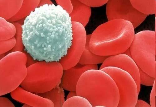 Natural Killer (NK) Cells Responsible for background in experiments testing the ability of lymphocytes to