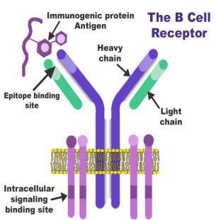 binds antigen then the associated molecules