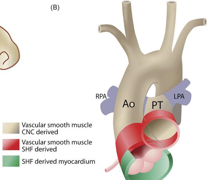 Embryologic Origin of Vascular Smooth Muscle of the Ascending Aorta The vascular smooth muscle cells (vsmc) of the mid-ascending aorta to the periductal region are of neural crest