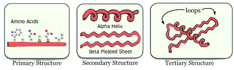 The final folded, 3-dimensional shape of your protein is called its Tertiary Structure. In this second protein folding activity, you will now learn about the Secondary Structure of proteins.