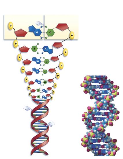 NucleoFdes (a) Nucleotides are the building blocks of DNA.