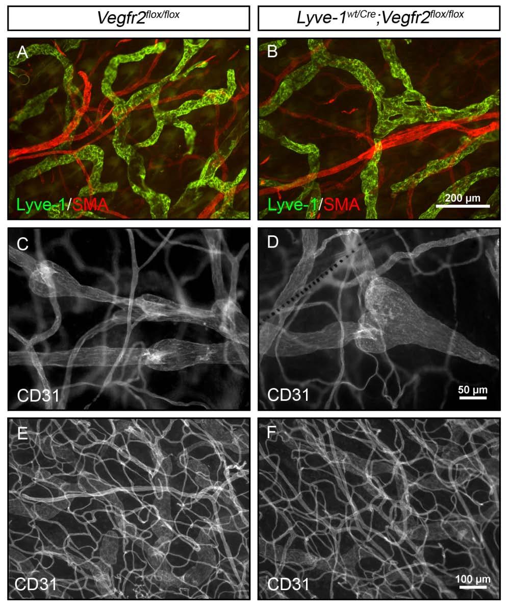 Dellinger 11 Figure 3. Lymphatic maturation and blood vessel patterning are normal in Lyve- 1 wt/cre ;Vegfr2 flox/flox mice.
