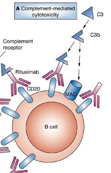 CDC (Complement Dependent Cytotoxicity) Assays: Principle The therapeutic antibody is diluted in the complement matrix and added to a target cell line C1 Antibody bound to the target cell surface
