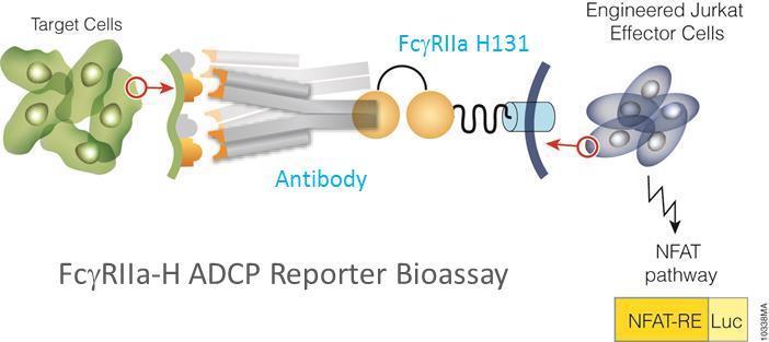 ADCP Reporter Assay: Comparison of target cell lines Primary macrophages as effector cells