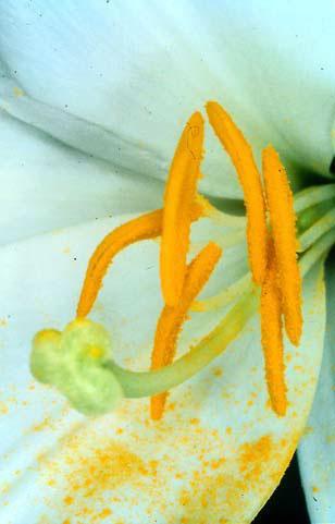 [6] Picture 1: Close up of a lily flower. The anthers (large yellow structures) release pollen in such abundance that it falls onto the petals.