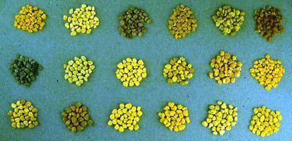 [8] Picture 3: Different colored pollen pellets collected by honey bees (Photo courtesy of F. Intoppa) Pollen is an extremely rich food.