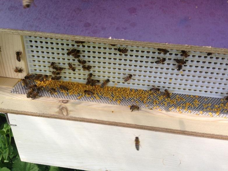 [9] Picture 4: An exemple of a pollen trap designed to fit into a hive entrance. The screen through which the bees have to pass can be made of a thick plastic sheet (at least 3 mm) with holes of 4.