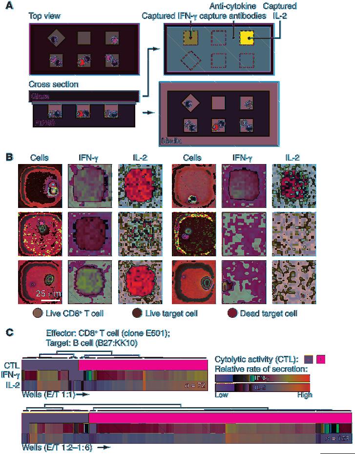 Figure 3 Integrated single-cell analysis of immediate cytotoxicity and short-term cytokine secretion from T cell clones.