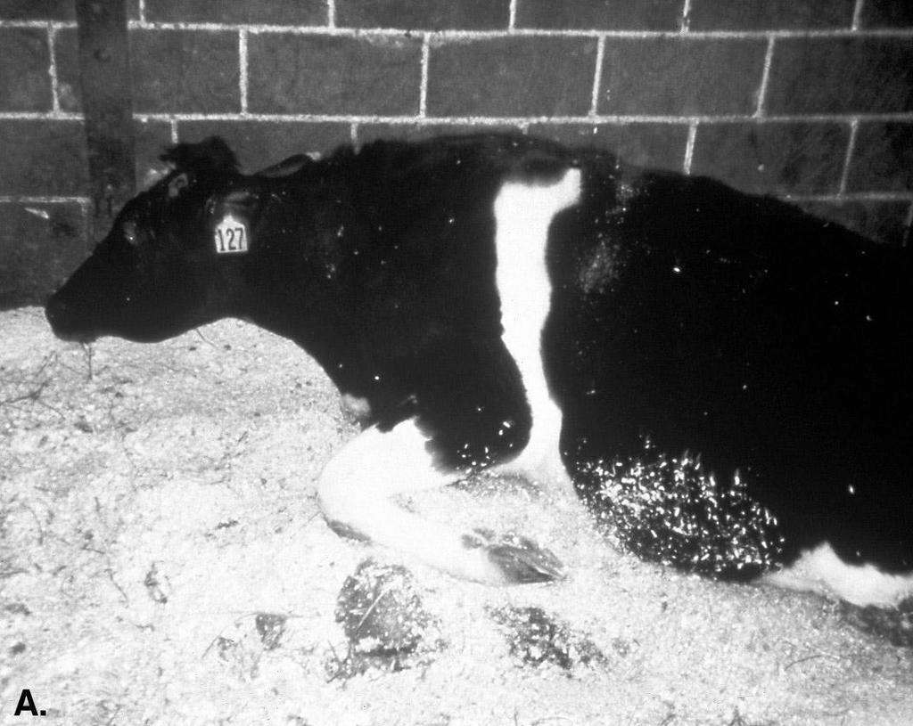 12A: A. BSE-affected cow, showing incoordination and difficulty standing (left). Source: Reprinted from CDC Public Health Image Library, ID #5438 and #5435, U.S. Dept.