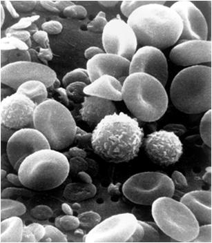 General Terms There are three major types of lymphocytes.