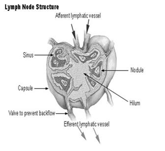 Lymphatic System Lymph nodes Armpit: axillary nodes Neck: cervical nodes Groin: inguinal nodes Intestine Para aortic nodes