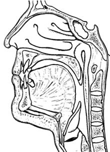 Lymphatic organs Waldeyer s ring Pharyngeal tonsils (adenoids) Palatine tonsils Lingual tonsils Adenoids Lingual tonsils