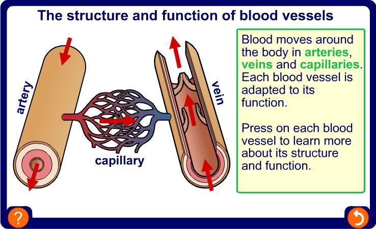 Blood vessels 4 of