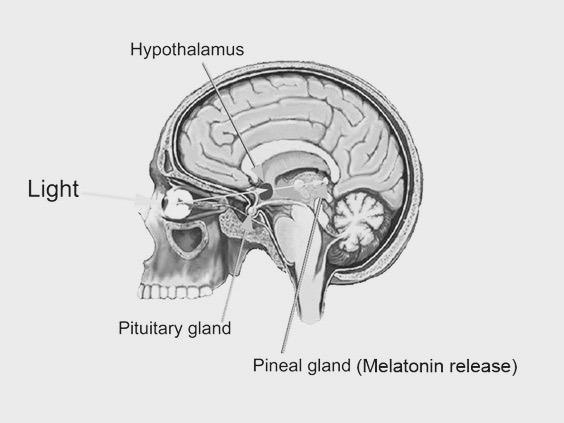 When the sun goes down, your eyes send a signal to your pineal gland within your brain telling it to kick start the production of melatonin, a hormone that regulates our bodies own circadian rhythms.