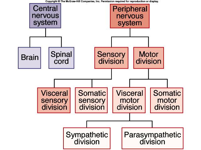 Subdivisions of Nervous System Fundamental Types of Neurons