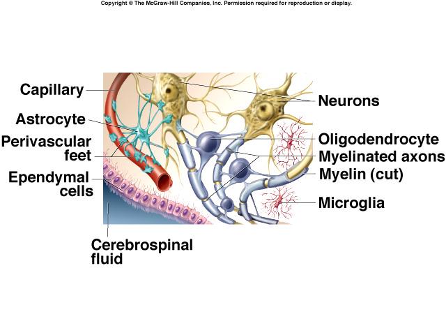 neuron sensory from skin & organs to spinal cord Anaxonic