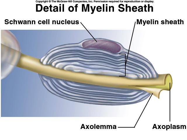 Myelin Sheath Myelin Sheath Formation