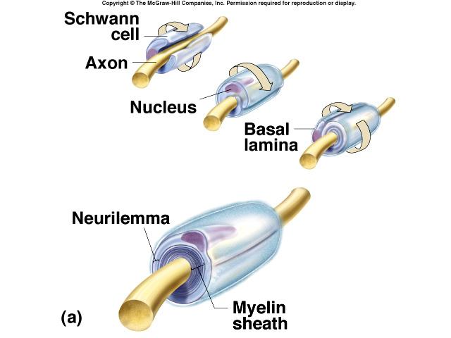 cells Myelination begins during fetal