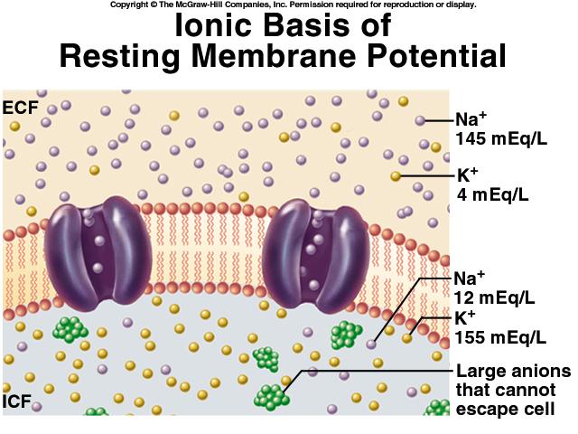 Ionic Basis of Resting