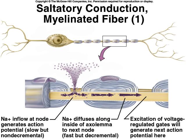 Saltatory Conduction in Myelinated Fibers Voltage-gated channels needed for APs fewer than 25 per µm