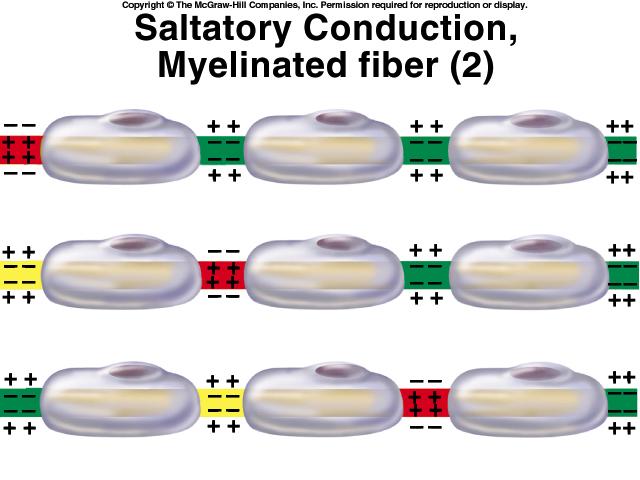 between nodes Saltatory Conduction of Myelinated Fiber Notice how the action potentials jump from