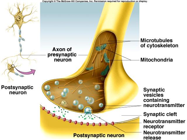 Chemical Synapse Structure Presynaptic neurons have synaptic vesicles with neurotransmitter and