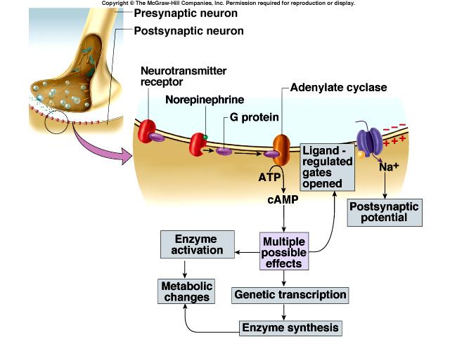 5 msec) time from arrival of nerve signal at synapse to start of AP in postsynaptic cell Inhibitory GABA-ergic Synapse Excitatory Adrenergic Synapse Cessation & Modification of the