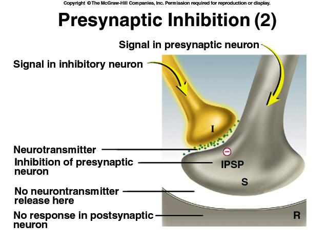 Postsynaptic Potentials Summation of Postsynaptic Potentials Net postsynaptic potentials in the trigger zone whether neuron fires depends on net input of other cells temporal summation spatial