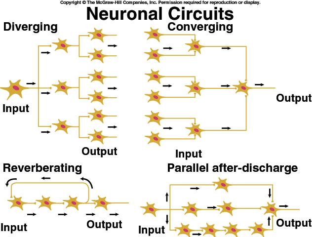 Neuronal Circuits Diverging circuit -- one cell synapses on other that each synapse on others Converging circuit -- input from many fibers on one neuron (respiratory center) Neuronal Circuits
