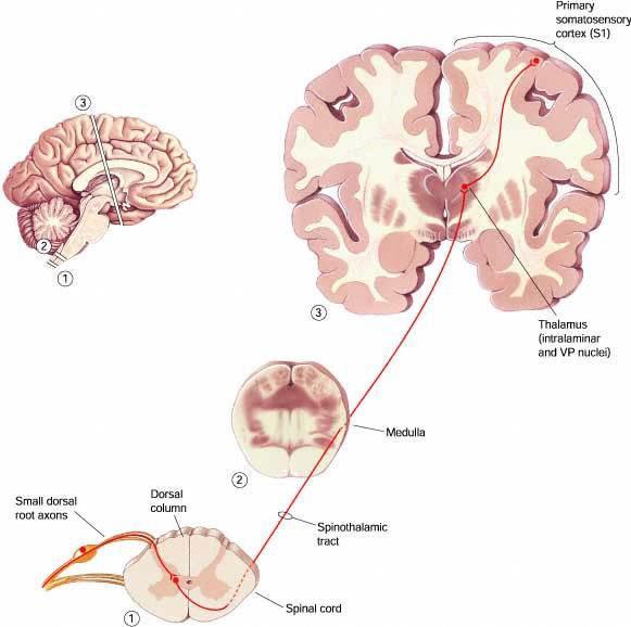 Spinothalamic Pathway Primary somatosensory cortex (S1) Thalamus Medulla
