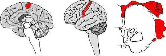4. Somatosensory cortex Located in the