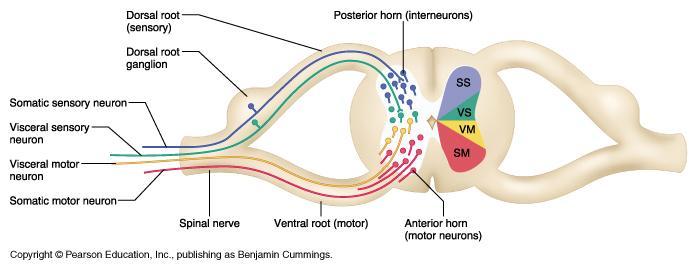 Gray Matter: Organization Dorsal half sensory roots and ganglia Ventral half motor roots Dorsal and ventral roots fuse laterally to form