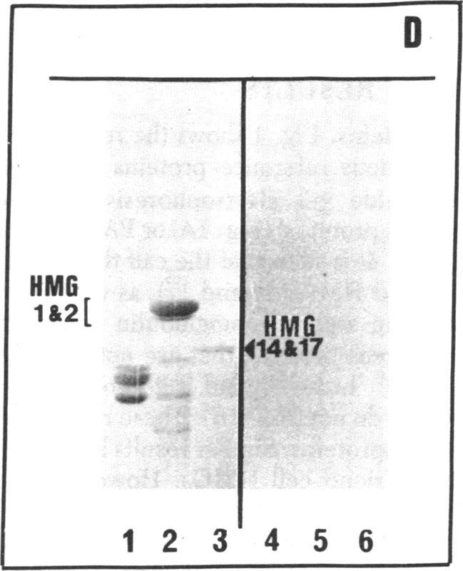 6706 Biochemistry: Reeves et al Proc. Nad Acad. Sci. USA 78 (1981) C D HMG v v 1&2 [4 l - NNW HMG 400s Iff414&17 HMG 1&2[ _ HMG 14&17 1 2 3 4 5 6 FIG. 2. Addition of poly(adp-ribose) to the HMG proteins.
