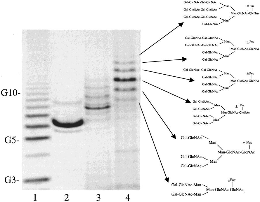 Biotechnol. Prog., 2000, Vol. 16, No. 5 755 Figure 3. EPO N-linked oligosaccharide profile. EPO N-linked oligosaccharides were analyzed by FACE. Images were acquired using the Glyco Doc imager.