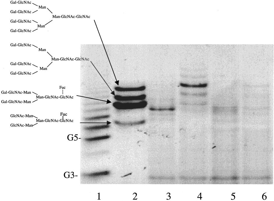 756 Biotechnol. Prog., 2000, Vol. 16, No. 5 Figure 4. Effects of ammonia on EPO N-linked oligosaccharides.