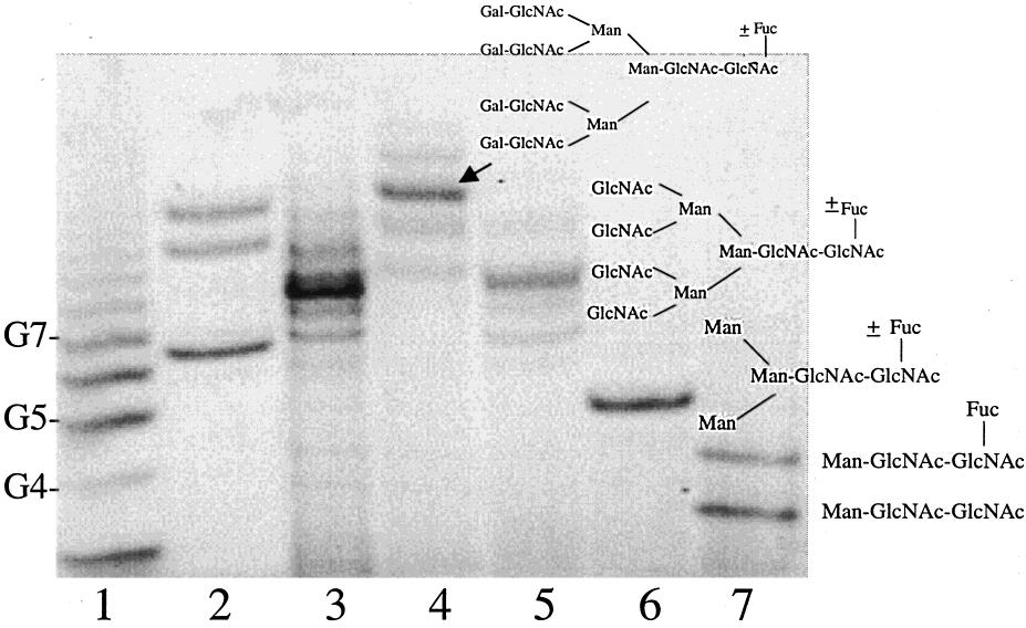 758 Biotechnol. Prog., 2000, Vol. 16, No. 5 Figure 7. Sequence determination of oligosaccharides by FACE. Oligosaccharides were digested by exoglycosidases using an oligosaccharide sequencing kit.